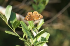 Junonia neildi varia