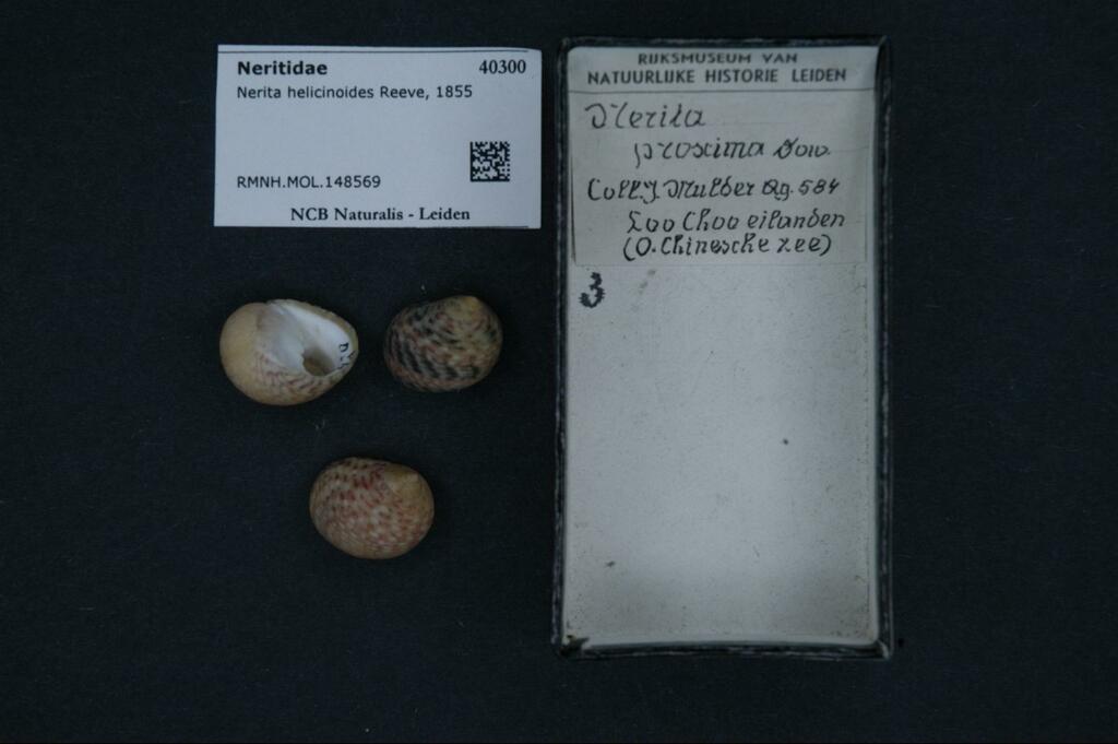 Nerita helicinoides