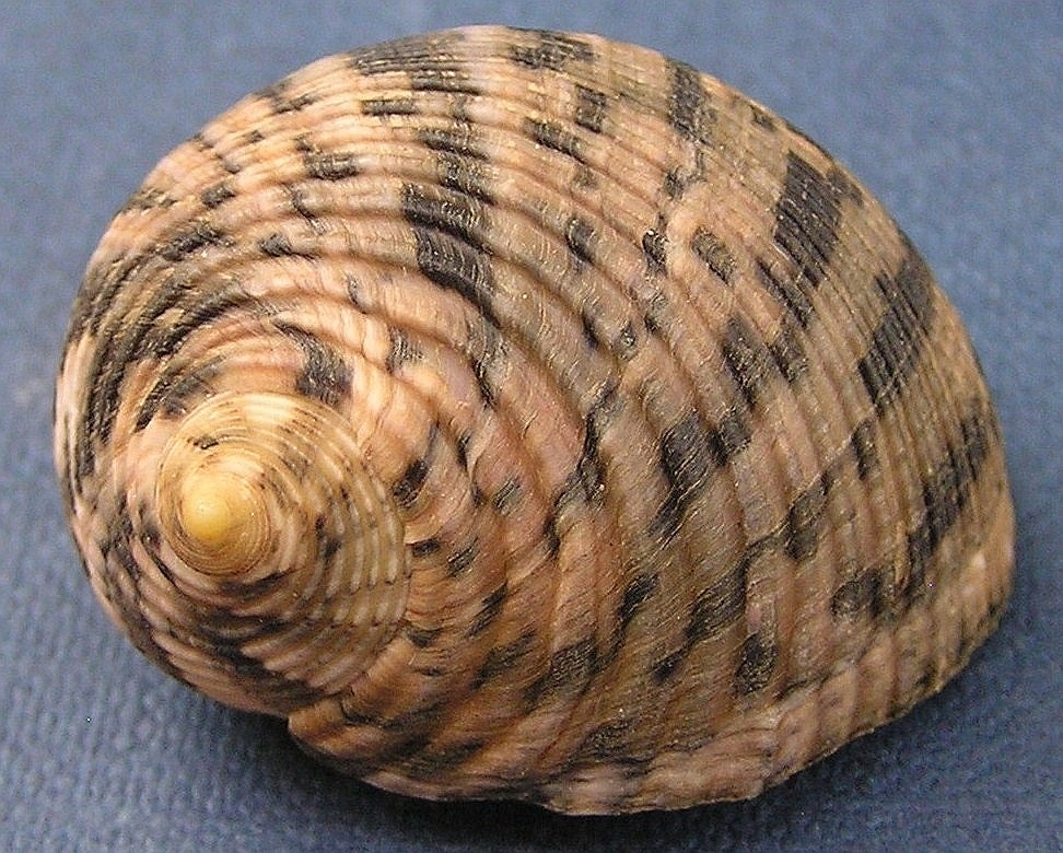 Nerita nigerrima