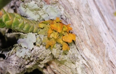 Xanthomendoza galericulata