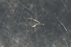 Emberiza