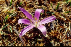 Colchicum bulbocodium