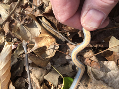 Diadophis punctatus punctatus