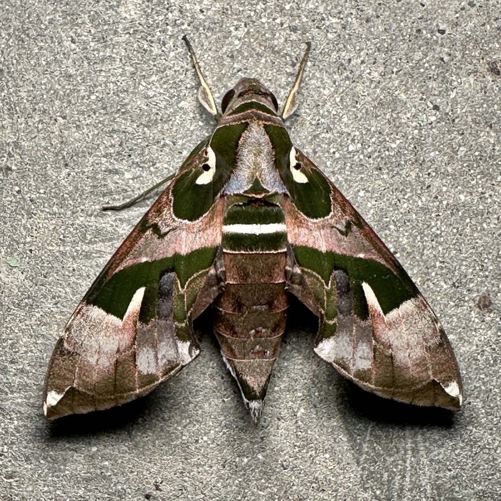 Daphnis dohertyi