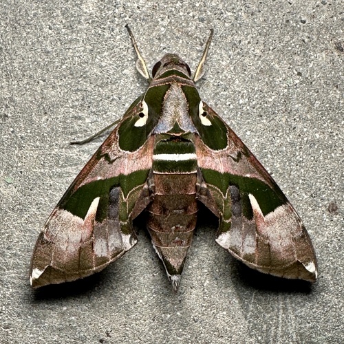 Daphnis dohertyi Rothschild, 1897