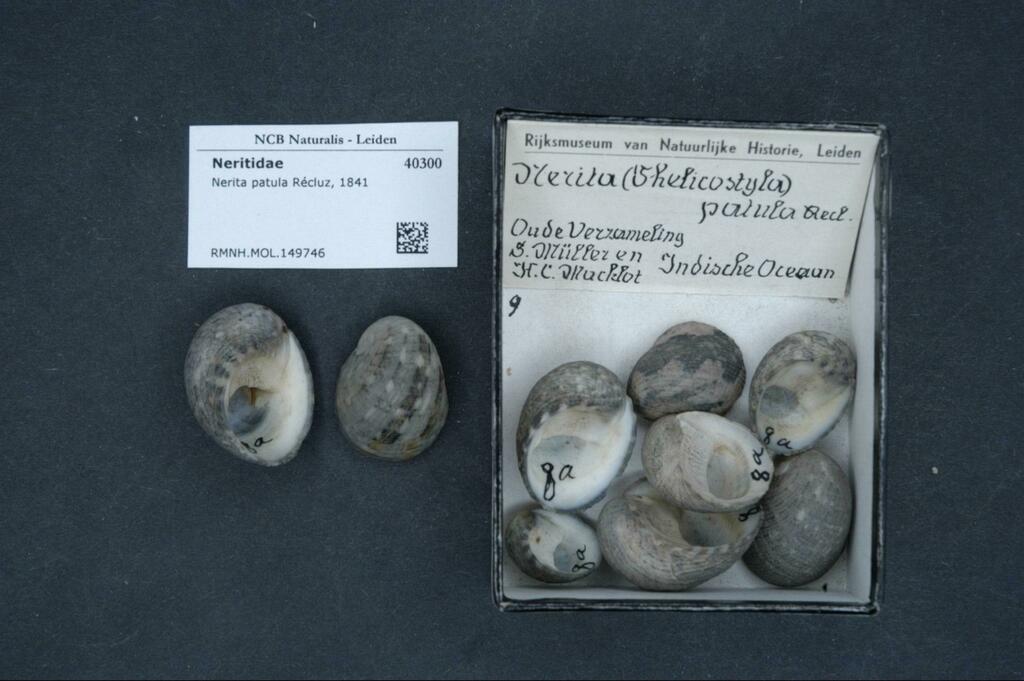 Nerita patula
