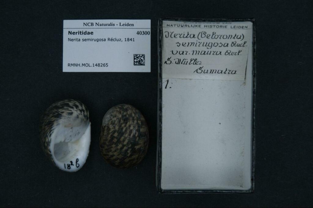 Nerita semirugosa