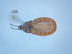 Aneurus inconstans