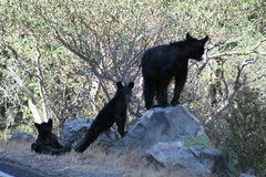 Ursus americanus eremicus