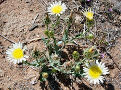 Malacothrix coulteri