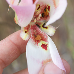 Calochortus venustus