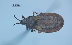 Aneurus inconstans