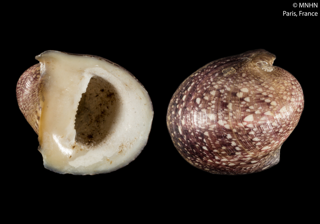 Neripteron dilatatum
