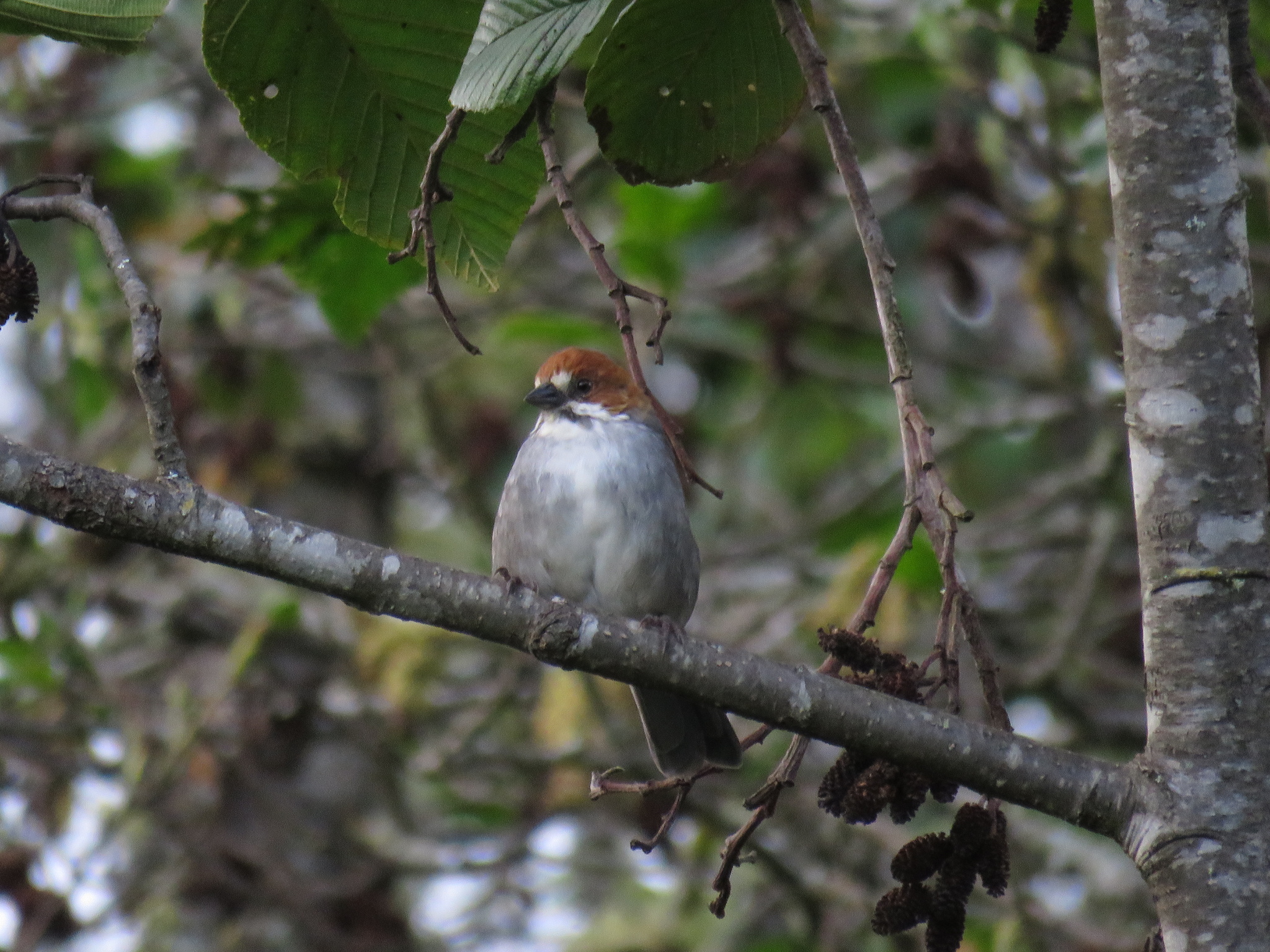 Rufous-eared Brushfinch (Atlapetes rufigenis), photo 9