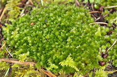Bryum canariense
