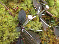 Antennaria plantaginifolia
