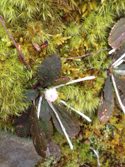 Antennaria plantaginifolia
