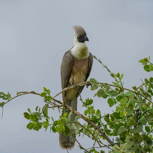 Bare-faced Go-away-bird