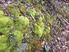 Antennaria plantaginifolia