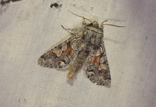 Egira variabilis Smith, 1891