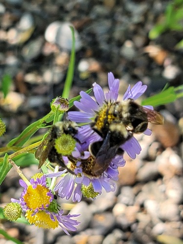 iNaturalist observation photo of Yellow-faced Bumble Bee
