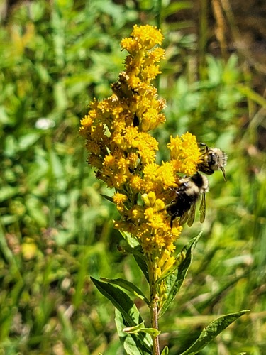 iNaturalist observation photo of Yellow-faced Bumble Bee