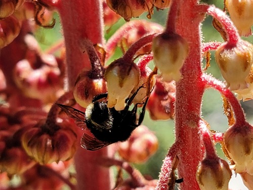 iNaturalist observation photo of Yellow-faced Bumble Bee