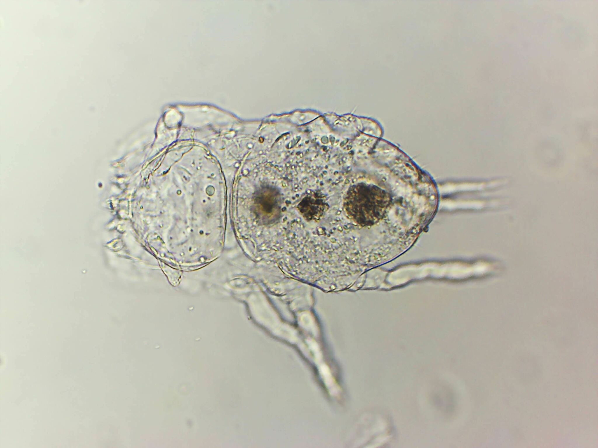 Megalothorax minimus V.Willem, 1900