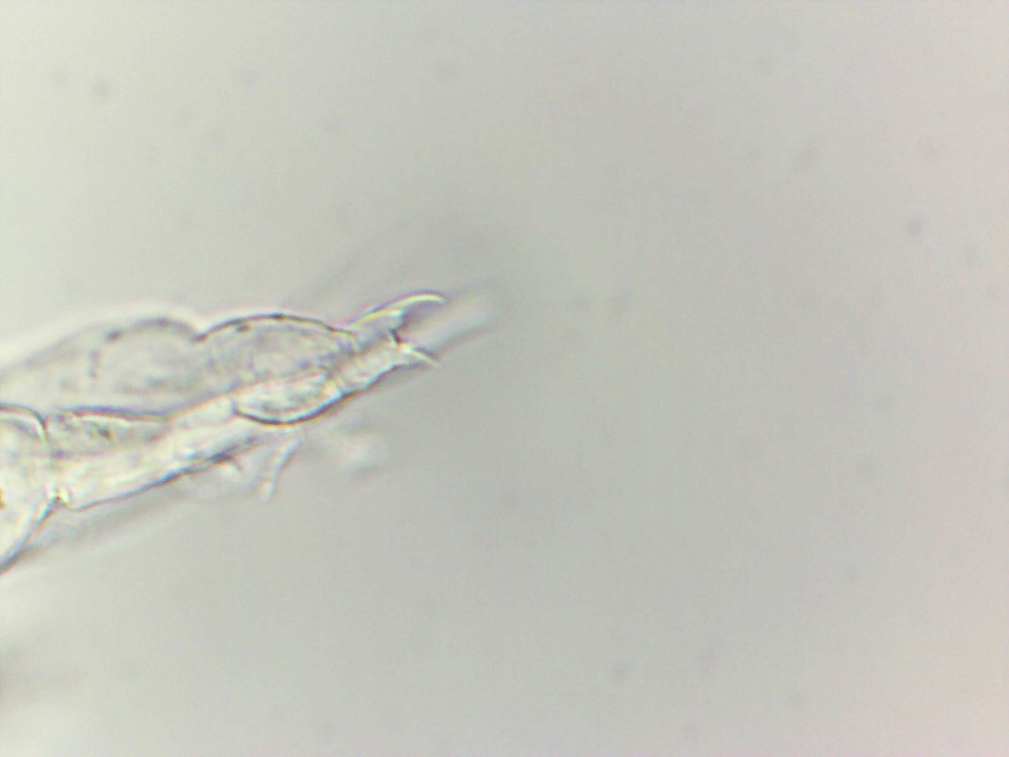 Megalothorax minimus V.Willem, 1900