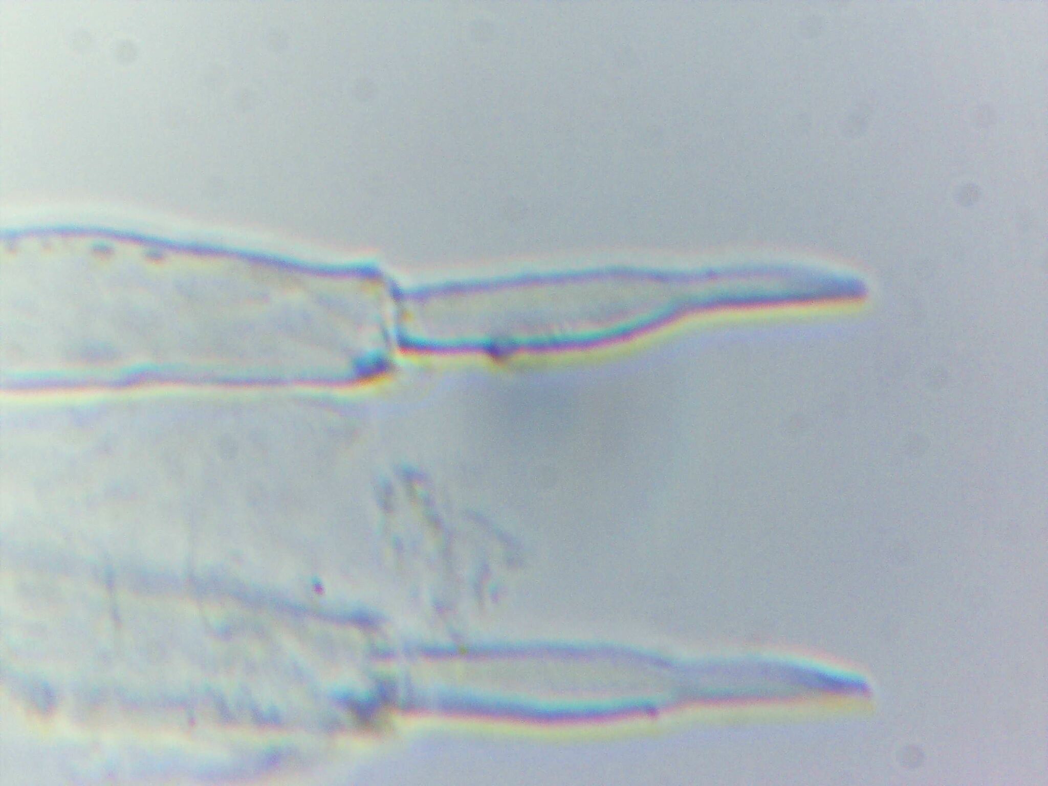 Megalothorax minimus V.Willem, 1900