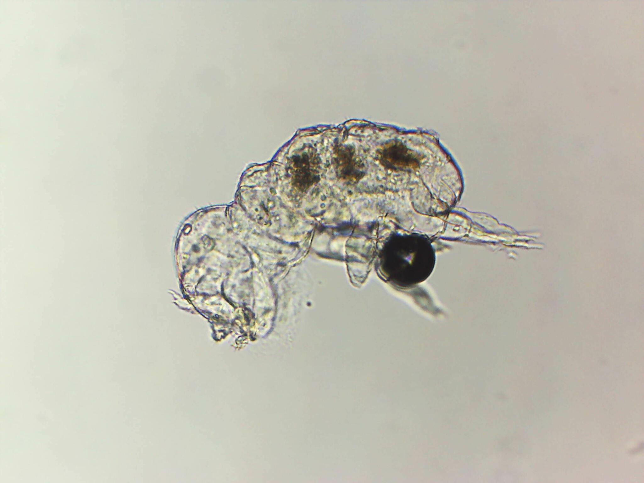 Megalothorax minimus V.Willem, 1900