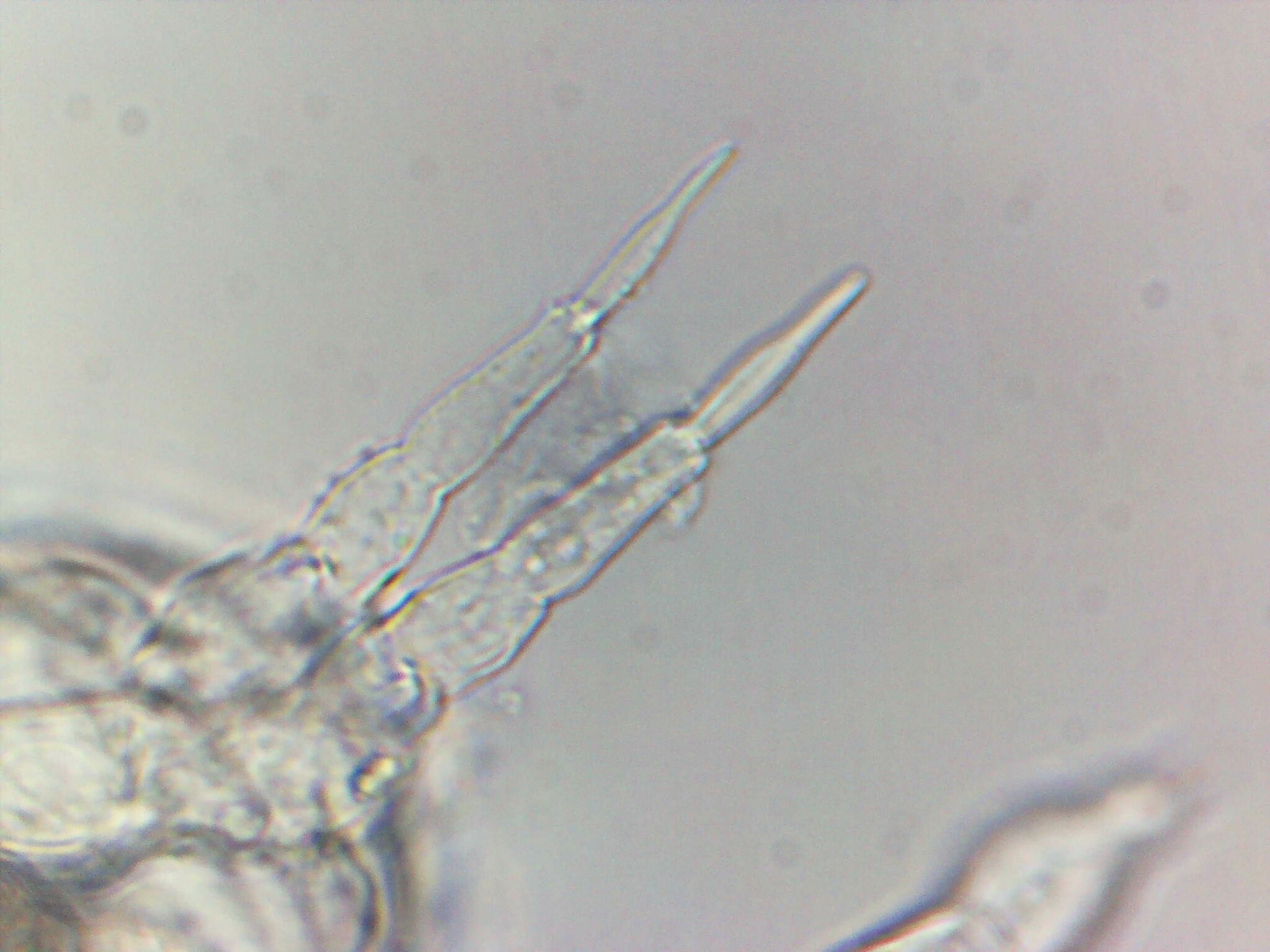 Megalothorax minimus V.Willem, 1900