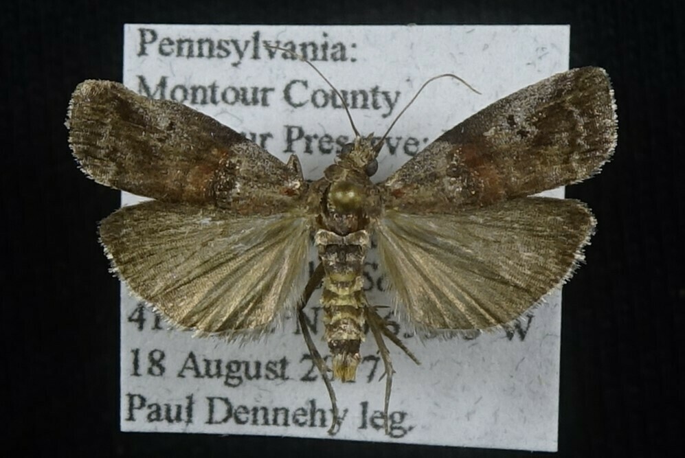 Acrobasis caryivorella