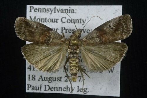 Acrobasis caryivorella Ragonot, 1887