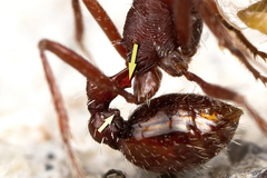 Pogonomyrmex subdentatus