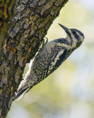 Yellow-Bellied Sapsucker photo 5