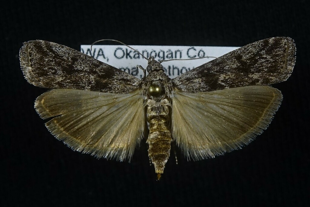 Pyla fasciolalis