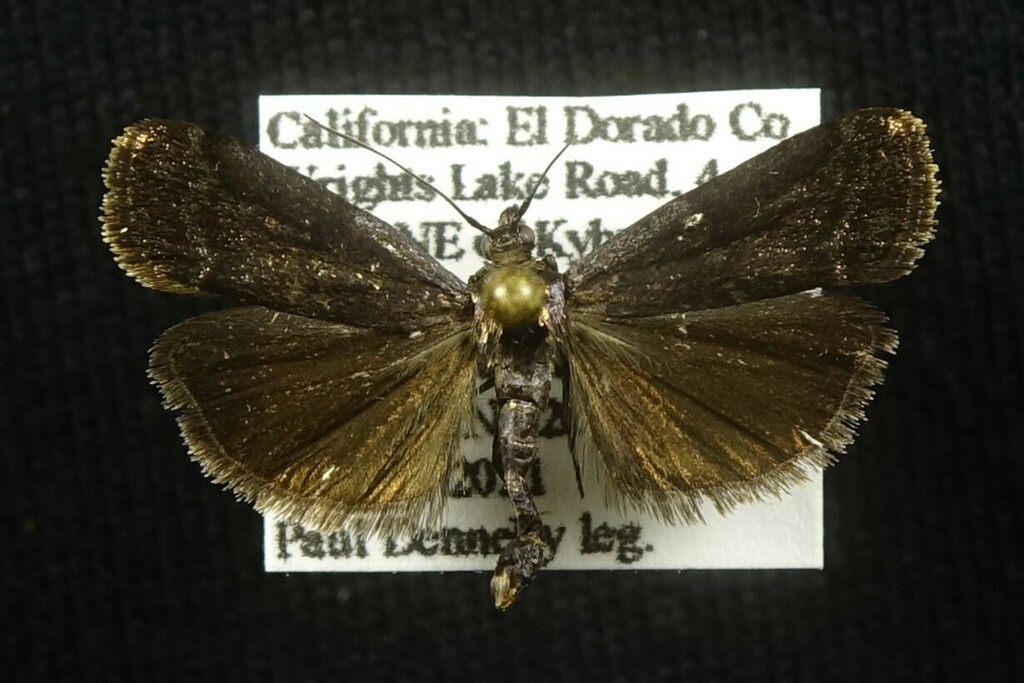 Pyla metalicella