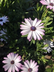 Dimorphotheca ecklonis