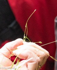 Carex trisperma