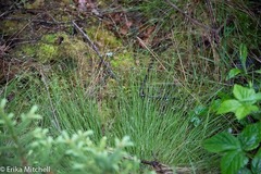 Carex trisperma
