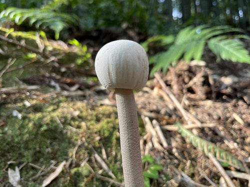 Macrolepiota dolichaula