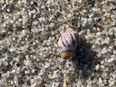 Acanthinucella spirata