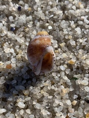 Acanthinucella spirata