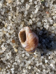 Acanthinucella spirata