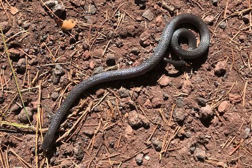 Highland Earth Snake