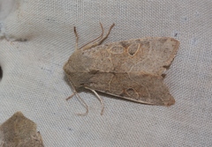 Orthosia behrensiana