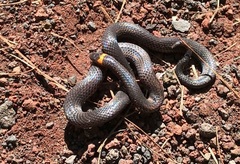 Chersodromus liebmanni