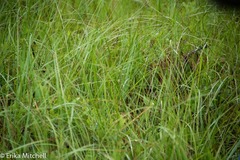 Carex pauciflora