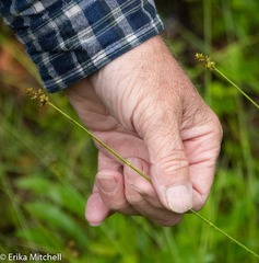 Carex wiegandii